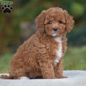 Viola, Cavapoo Puppy